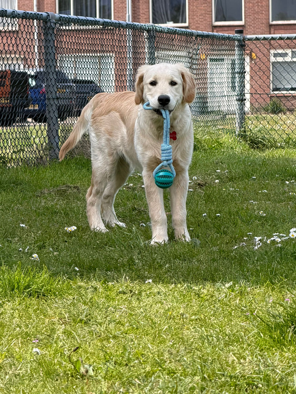 kogelstoot