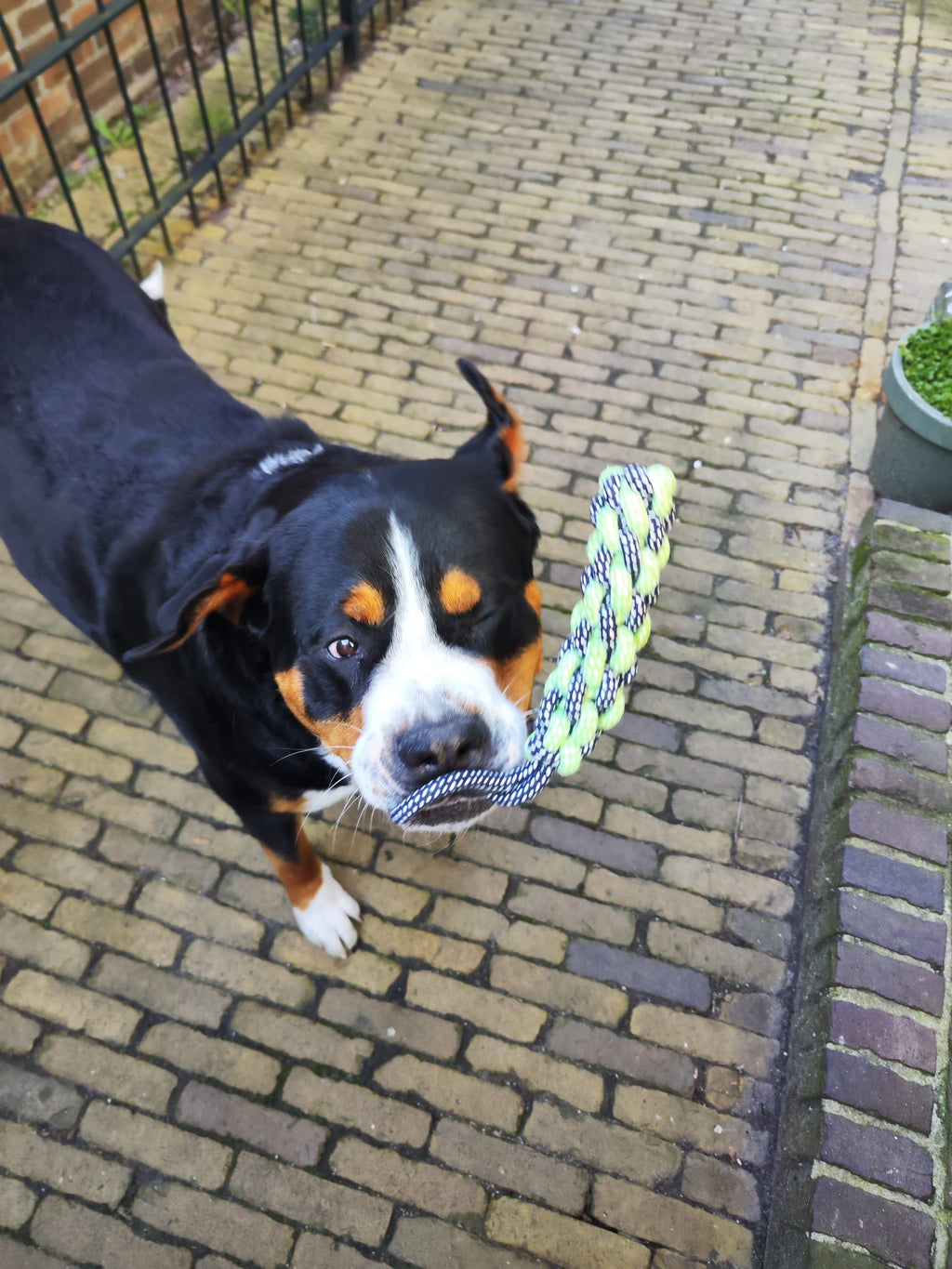 Ergonomische bijtcourgette