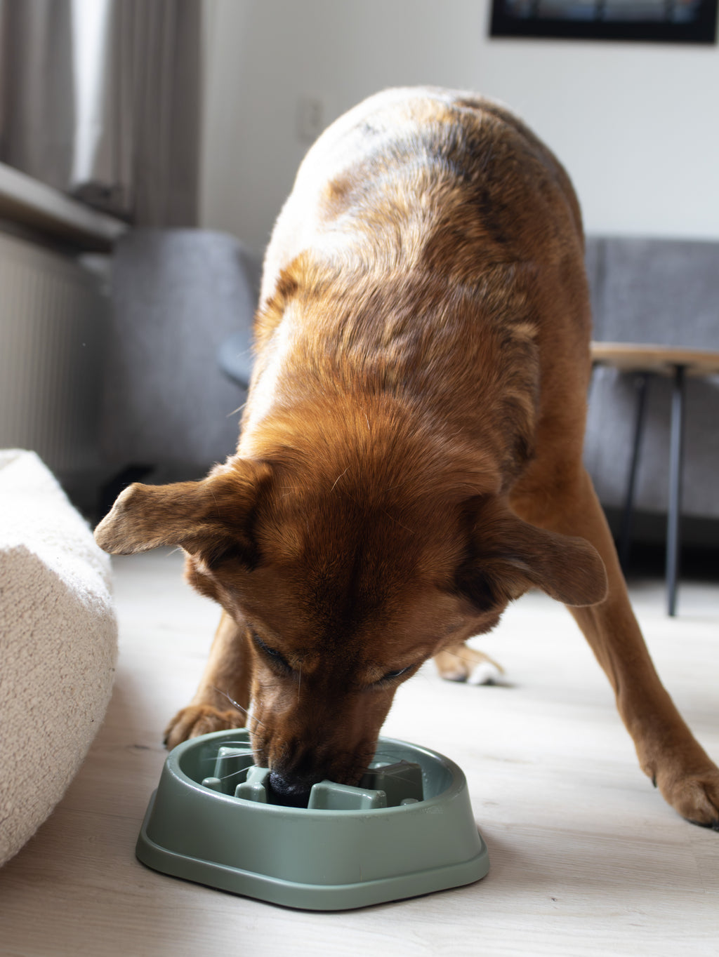 Slowfeeder voerbak hond