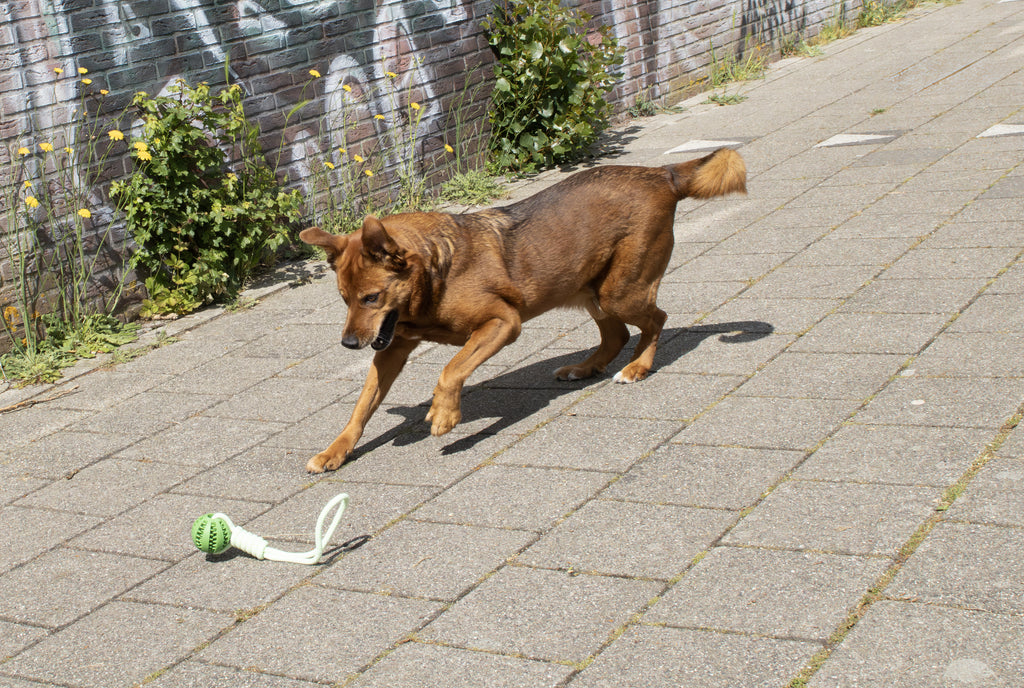 kogelstoot