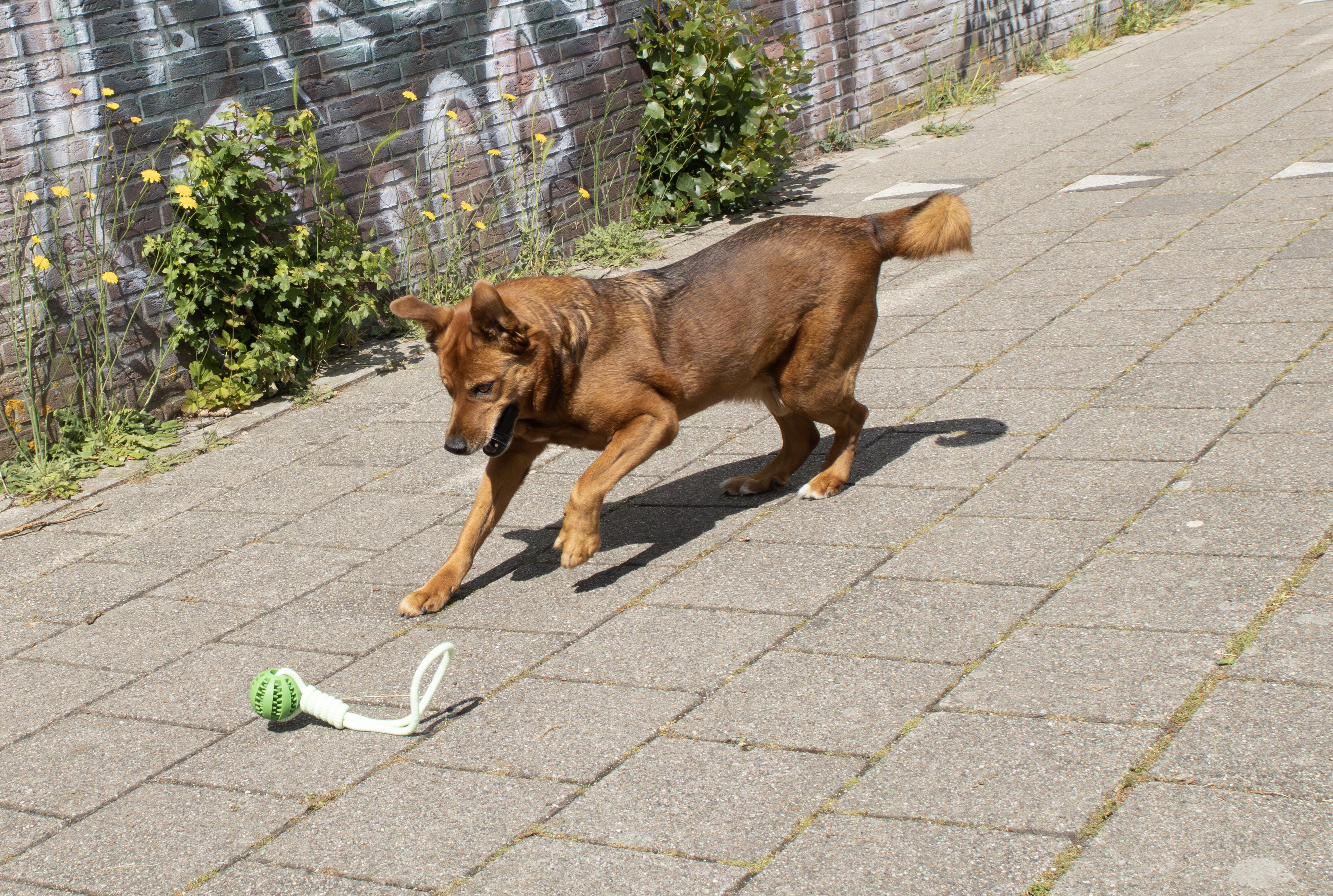 kogelstoot